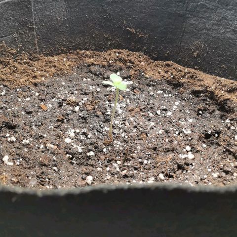 Magus Trio growlog timeline photo