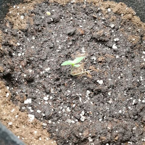Magus Trio growlog timeline photo