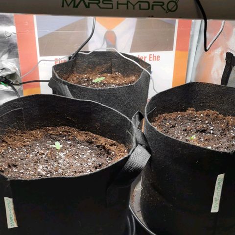 Magus Trio growlog timeline photo