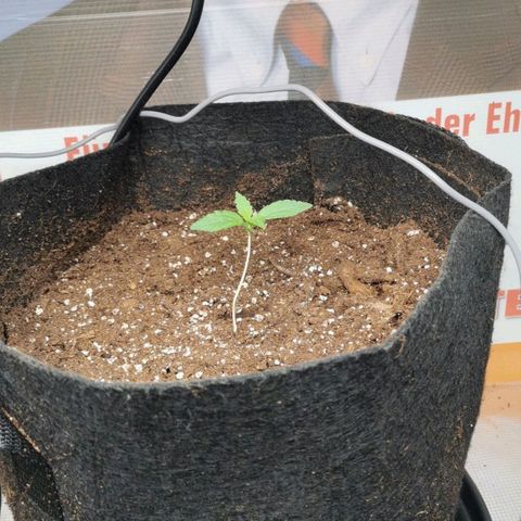 Magus Trio growlog timeline photo