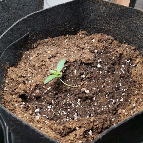 Magus Trio growlog timeline photo