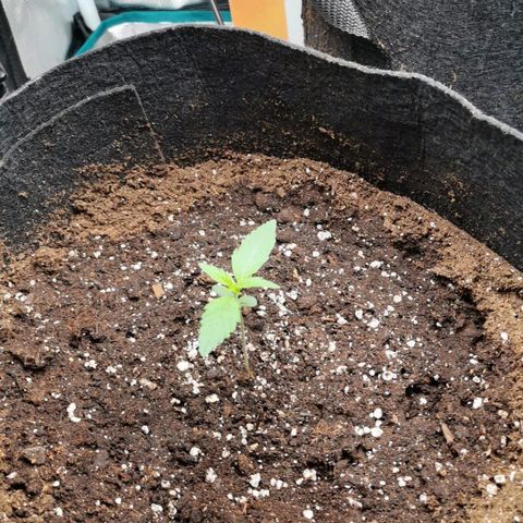 Magus Trio growlog timeline photo
