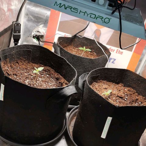 Magus Trio growlog timeline photo