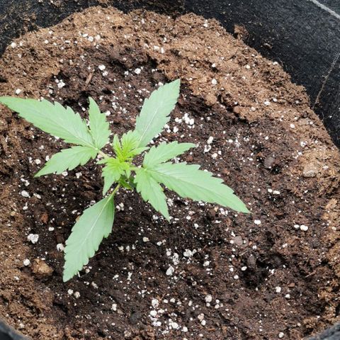 Magus Trio growlog timeline photo