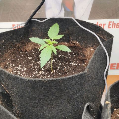 Magus Trio growlog timeline photo