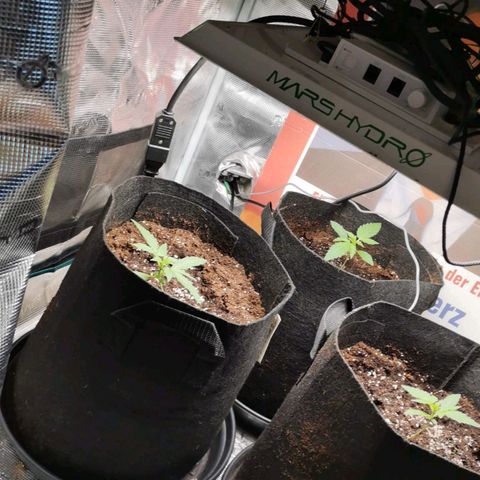 Magus Trio growlog timeline photo