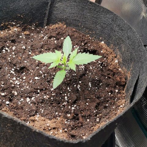 Magus Trio growlog timeline photo