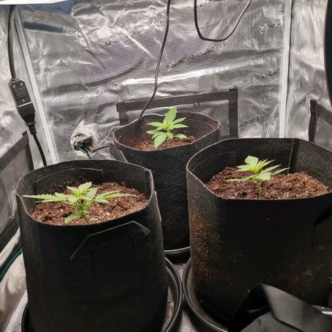 Magus Trio growlog timeline photo