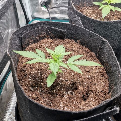 Magus Trio growlog timeline photo