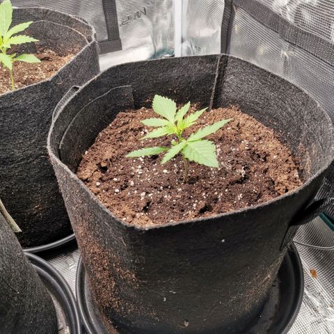 Magus Trio growlog timeline photo