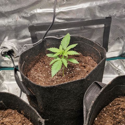 Magus Trio growlog timeline photo