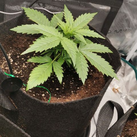 Magus Trio growlog timeline photo