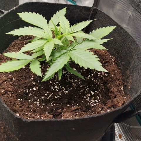 Magus Trio growlog timeline photo