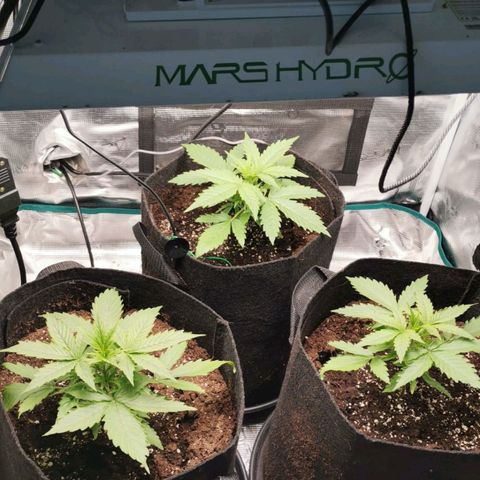 Magus Trio growlog timeline photo