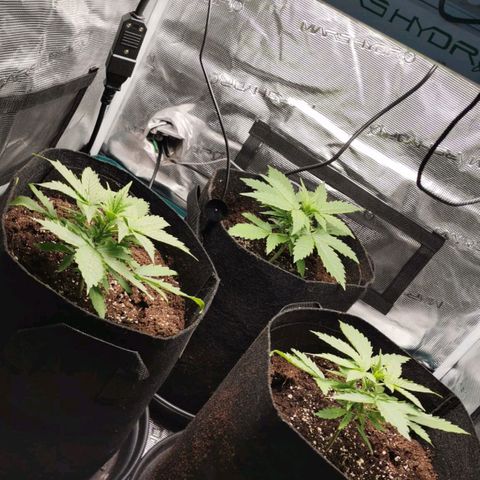 Magus Trio growlog timeline photo