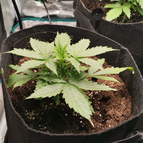 Magus Trio growlog timeline photo