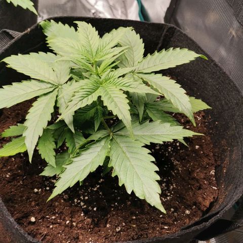 Magus Trio growlog timeline photo
