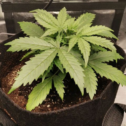 Magus Trio growlog timeline photo