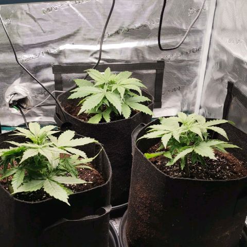Magus Trio growlog timeline photo