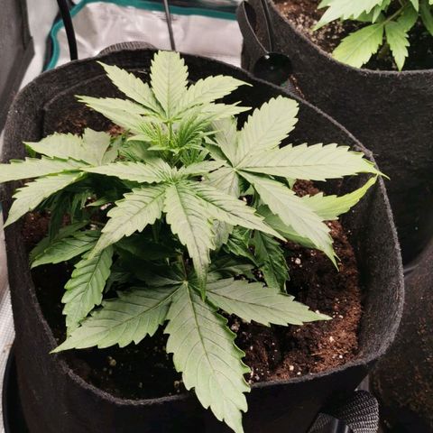 Magus Trio growlog timeline photo