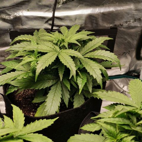 Magus Trio growlog timeline photo