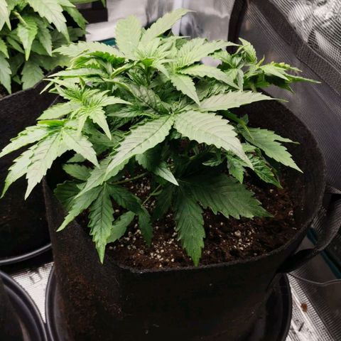 Magus Trio growlog timeline photo