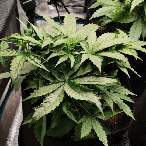 Magus Trio growlog timeline photo
