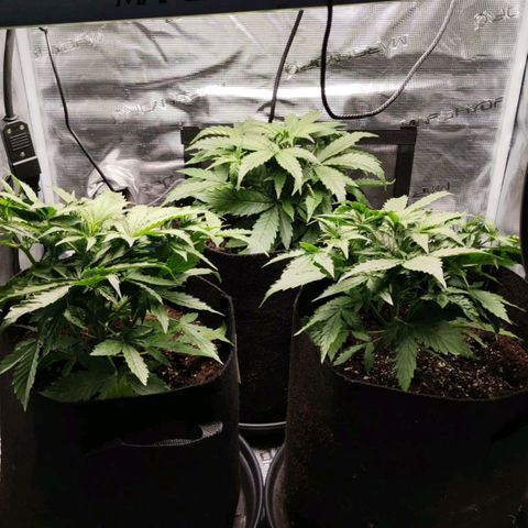 Magus Trio growlog timeline photo