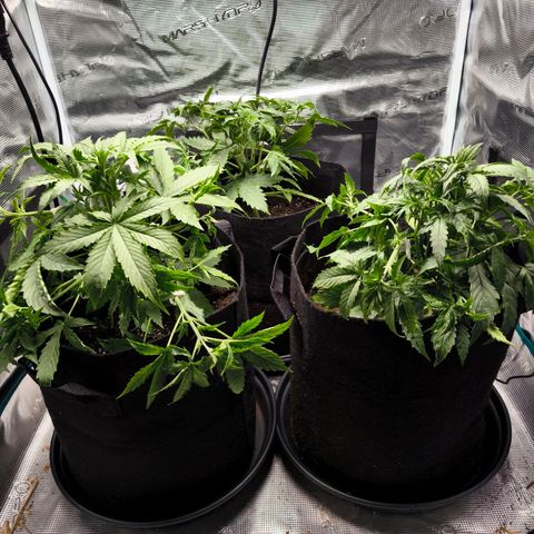 Magus Trio growlog timeline photo