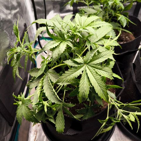 Magus Trio growlog timeline photo