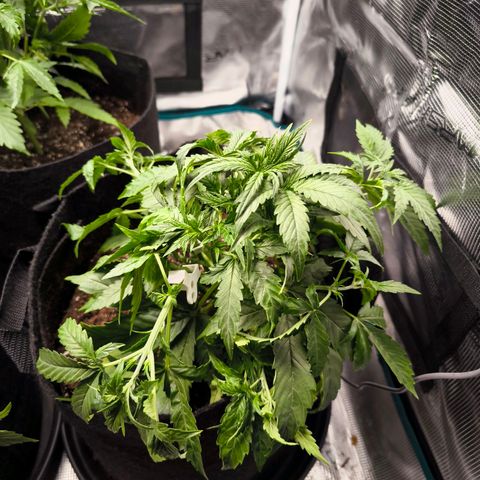 Magus Trio growlog timeline photo