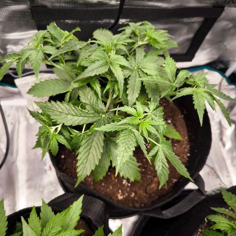 Magus Trio growlog timeline photo