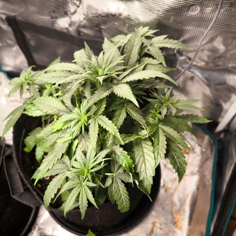 Magus Trio growlog timeline photo