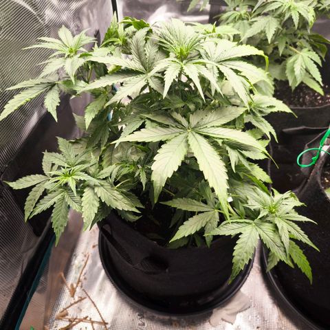 Magus Trio growlog timeline photo