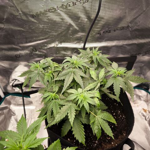 Magus Trio growlog timeline photo