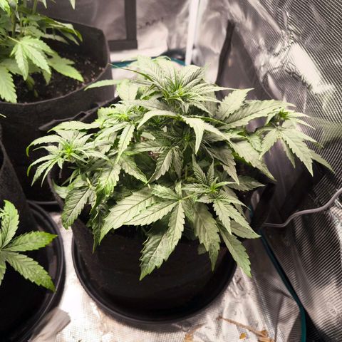 Magus Trio growlog timeline photo