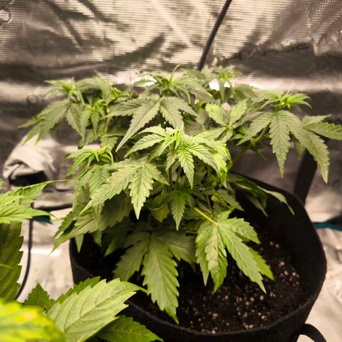 Magus Trio growlog timeline photo