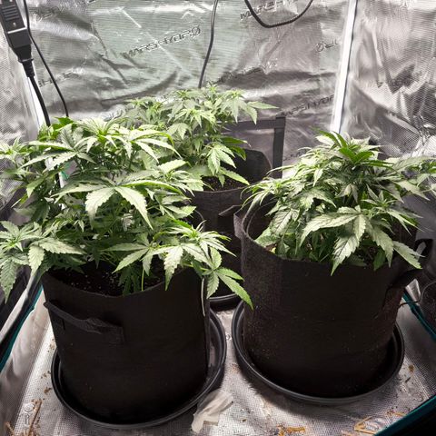 Magus Trio growlog timeline photo