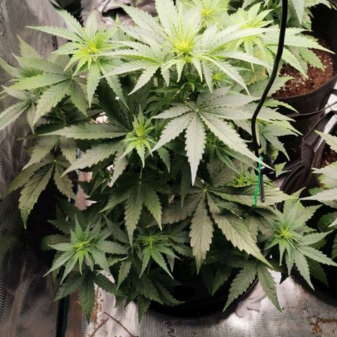 Magus Trio growlog timeline photo