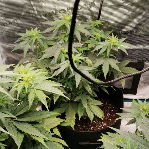 Magus Trio growlog timeline photo