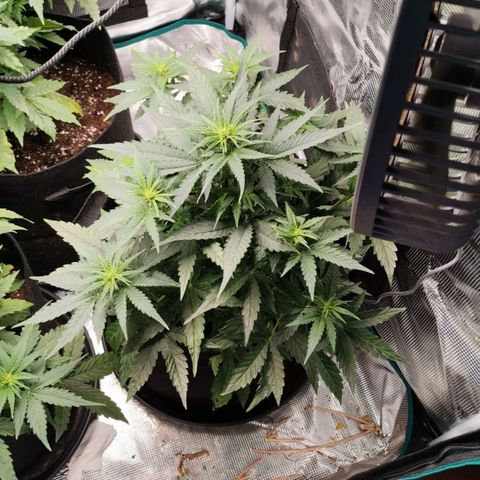Magus Trio growlog timeline photo
