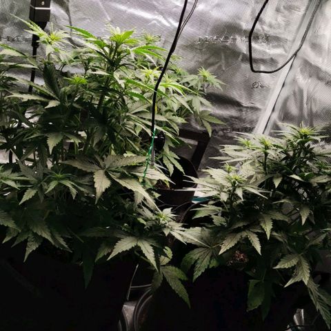 Magus Trio growlog timeline photo