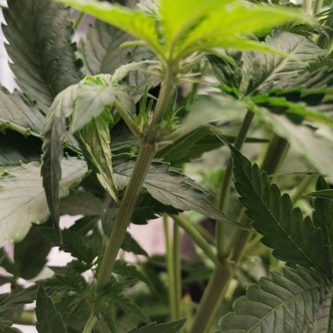 Magus Trio growlog photo: Leicht fortgeschrittenes pre flowering 