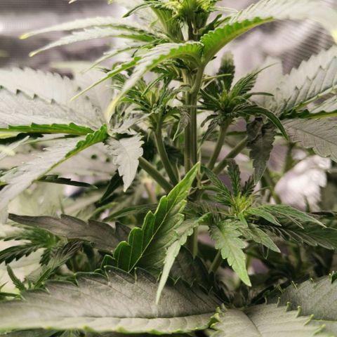 Magus Trio growlog photo: Leicht fortgeschrittenes pre flowering 
