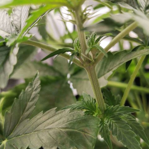 Magus Trio growlog photo: Leicht fortgeschrittenes pre flowering 