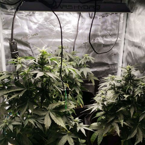 Magus Trio growlog timeline photo