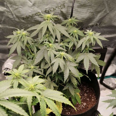 Magus Trio growlog timeline photo