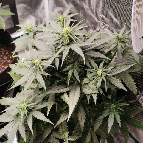 Magus Trio growlog timeline photo