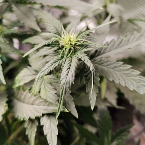 Magus Trio growlog timeline photo