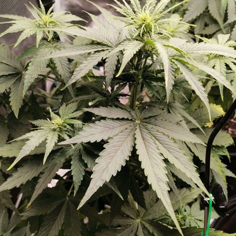 Magus Trio growlog timeline photo